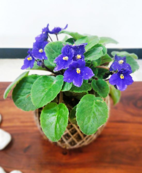 African Violet Plant Kokedama