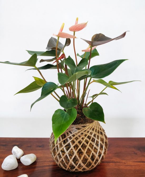 Anthurium Pink Plant Kokedama