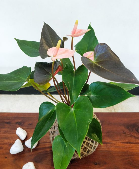 Anthurium Pink Plant Kokedama