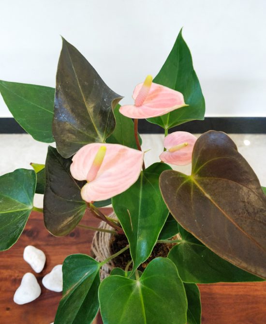 Anthurium Pink Plant Kokedama