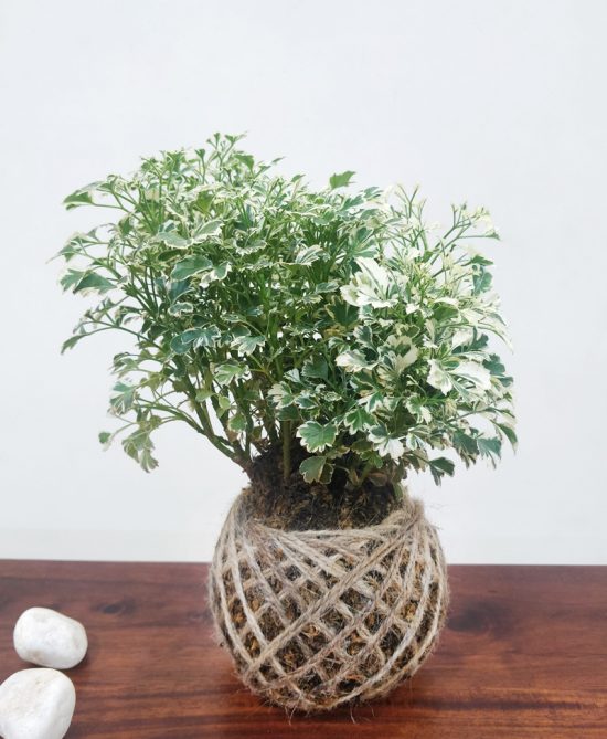 Aralia Miniature Plant Kokedama