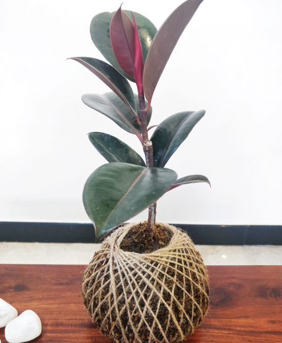 Ficus Elastica Robusta Kokedama