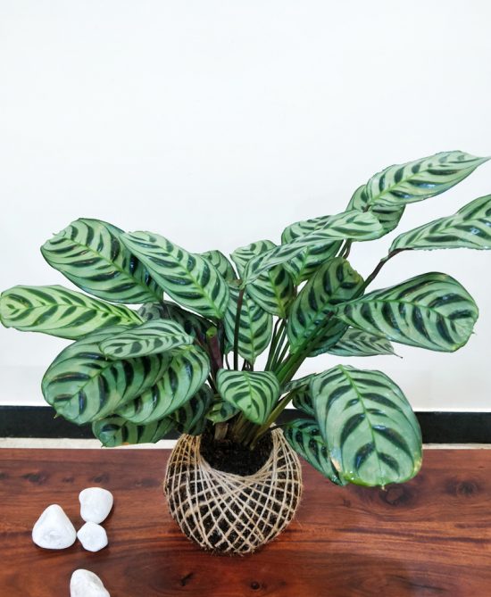 Calathea Burle/Maranta Plant Kokedama