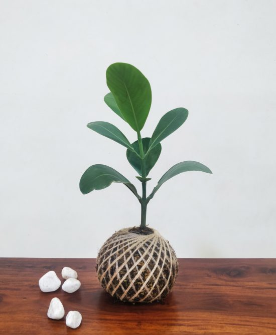 Clusia Rosea Autograph Plant Kokedama