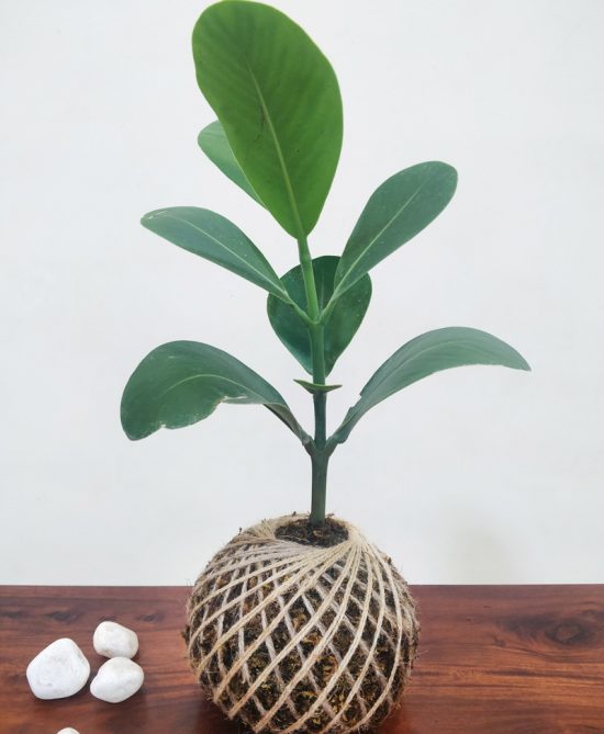 Clusia Rosea Autograph Plant Kokedama