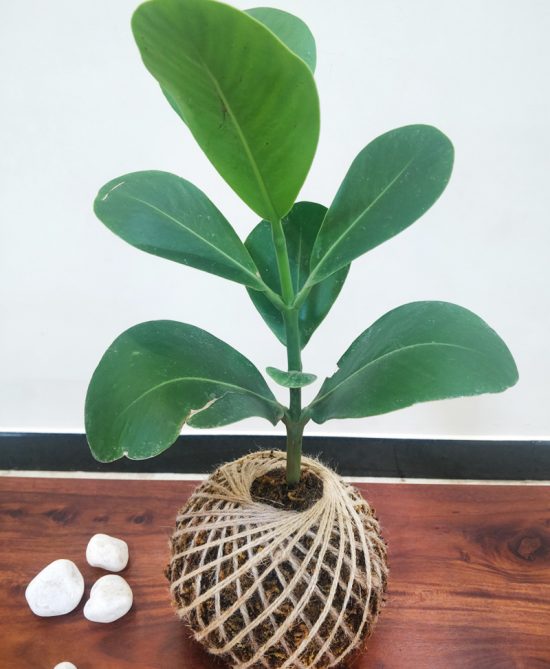 Clusia Rosea Autograph Plant Kokedama