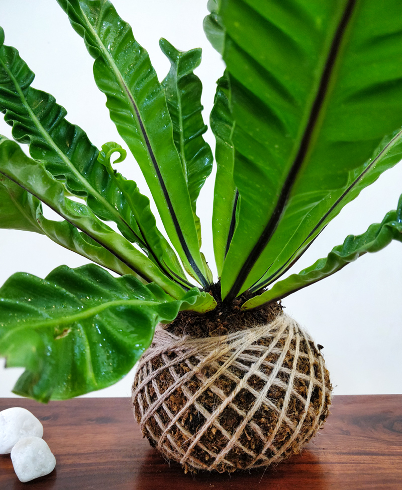 Asplenium Nidus Cobra Fern Plant Kokedama - Kokedama India