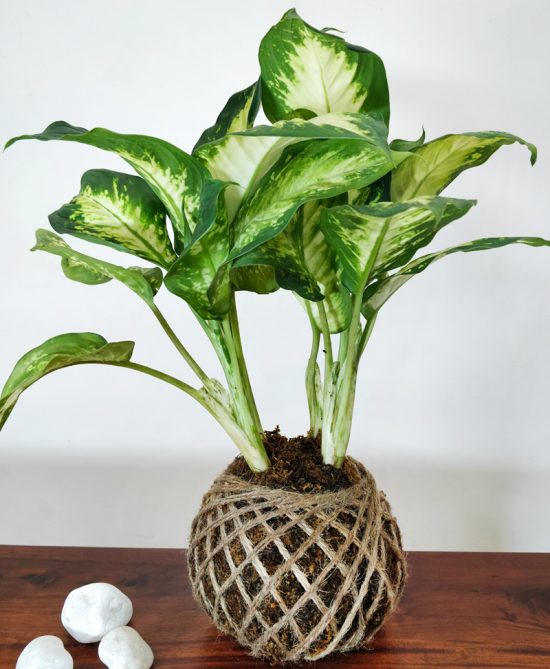 Dieffenbachia Maculata Plant Kokedama