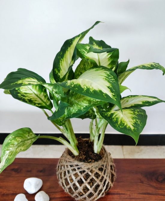 Dieffenbachia Maculata Plant Kokedama