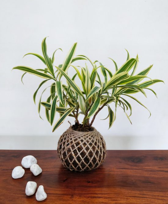 Dracaena Reflexa Song Of India Kokedama