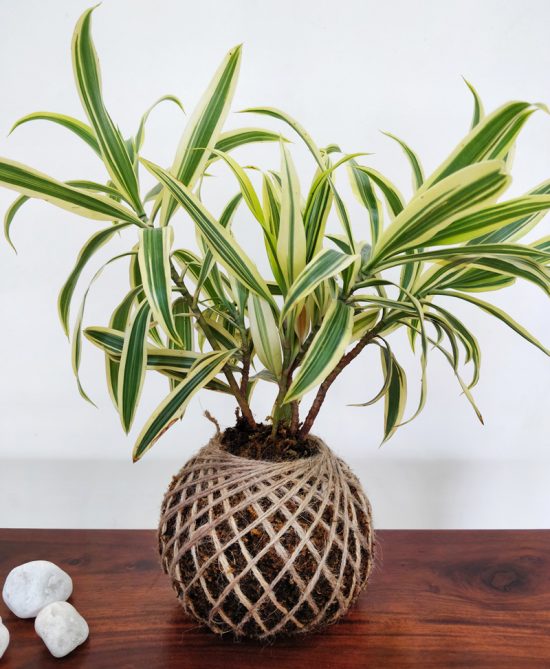 Dracaena Reflexa Song Of India Kokedama