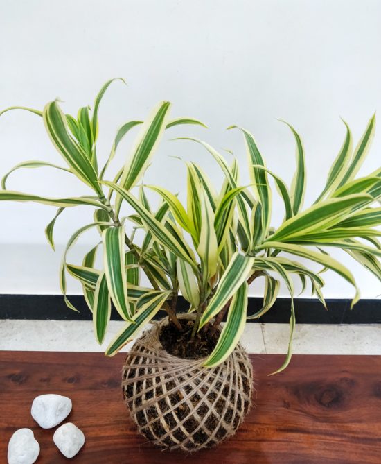 Dracaena Reflexa Song Of India Kokedama