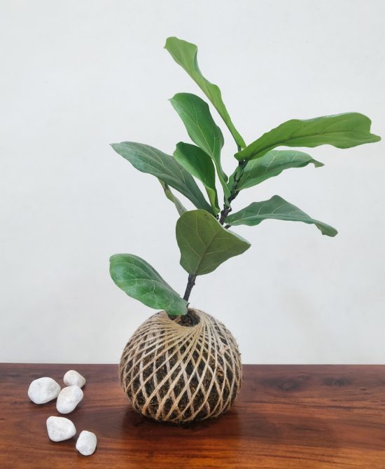 Ficus Lyrata Dwarf Fiddle Fig Kokedama