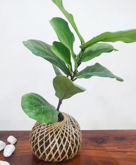 Ficus Lyrata Dwarf Fiddle Fig Kokedama