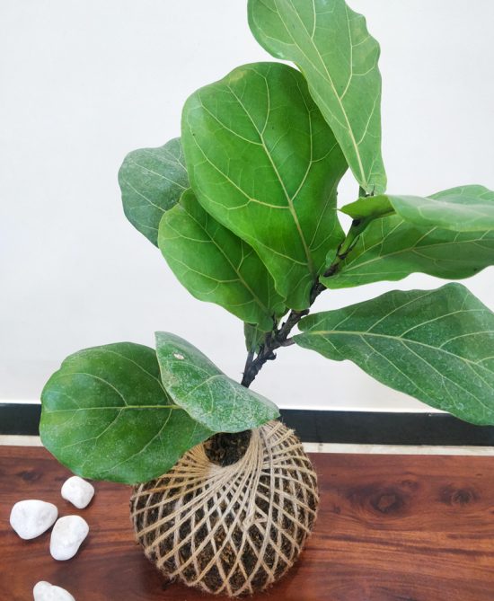 Ficus Lyrata Dwarf Fiddle Fig Kokedama