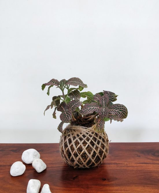 Fittonia Nerve Plant Kokedama