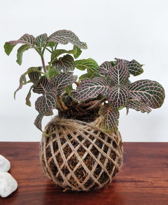 Fittonia Nerve Plant Kokedama