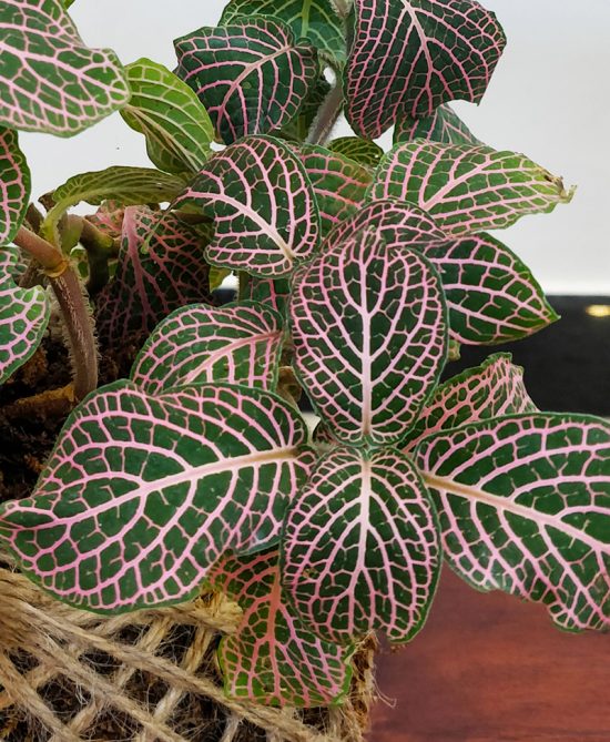Fittonia Nerve Plant Kokedama