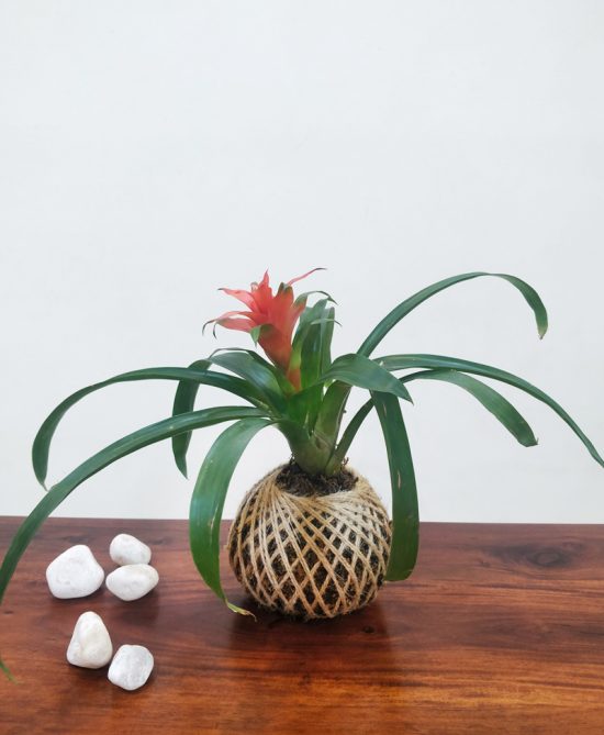 Bromeliad Guzmania Plant Kokedama