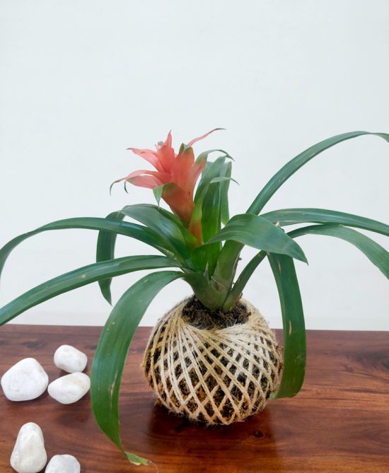 Bromeliad Guzmania Plant Kokedama