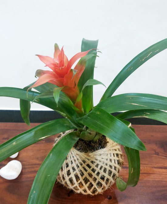 Bromeliad Guzmania Plant Kokedama