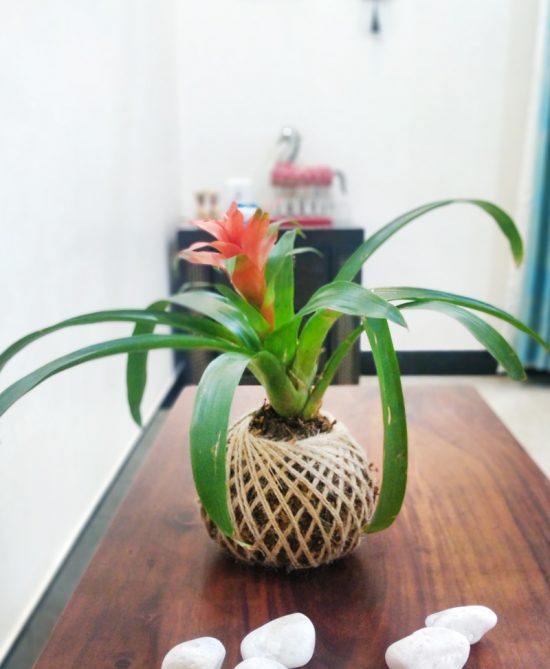 Bromeliad Guzmania Plant Kokedama