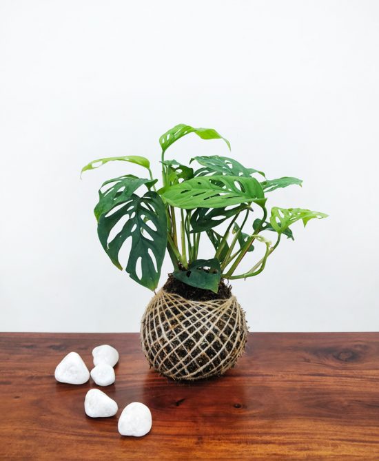 Monstera Deliciosa Plant Kokedama