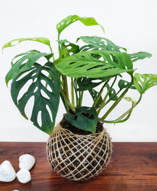 Monstera Deliciosa Plant Kokedama