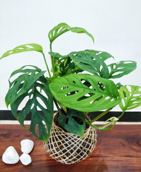 Monstera Deliciosa Plant Kokedama
