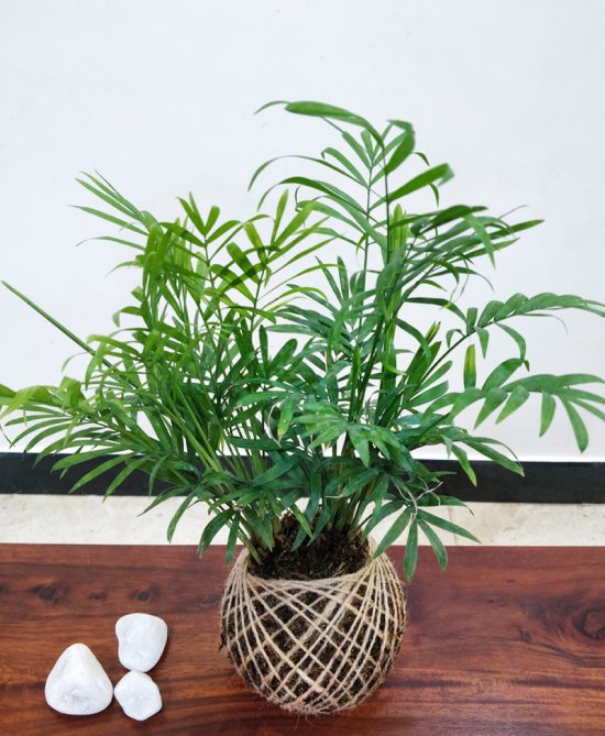 Chamaedorea Elegans (Parlour Palm) Plant Kokedama