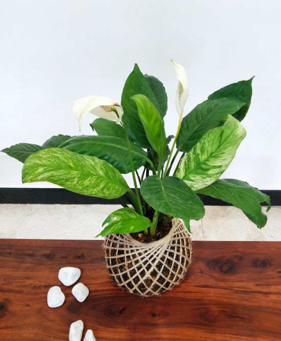 Peace Lily Spathiphyllum Plant Kokedama