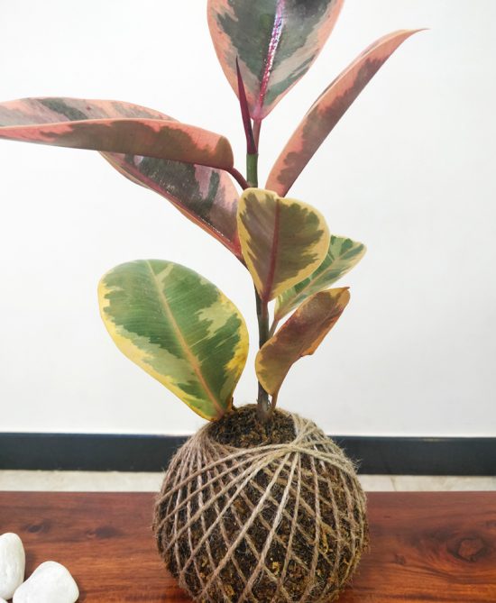 Ficus Elastica Tineke Kokedama