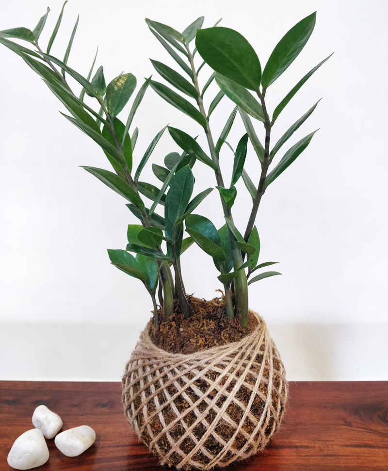 Zamia ZZ Plant Kokedama Kokedama India