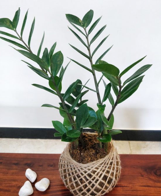 Zamia ZZ Plant Kokedama