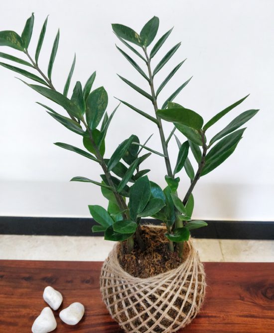 Zamia ZZ Plant Kokedama