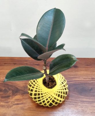 Ficus Elastica Robusta Indoor Kokedama