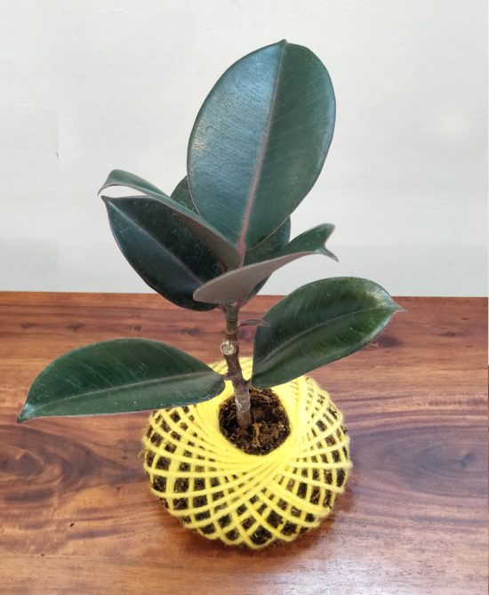 Ficus Elastica Robusta Kokedama