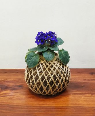 African Violet Kokedama for Home Decor and Gift