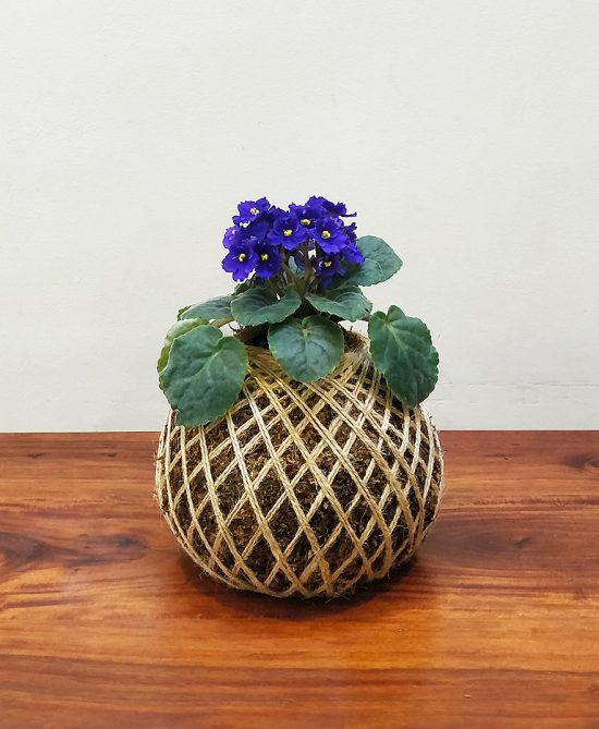 African Violet Plant Kokedama