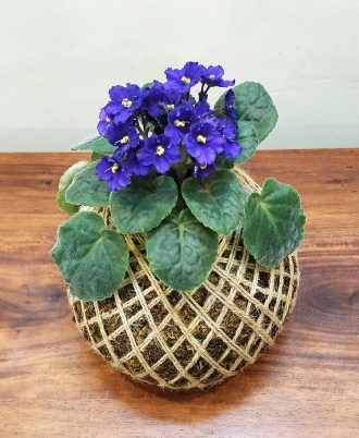 African Violet Kokedama Indoor Plant