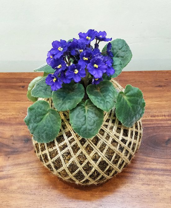 African Violet Plant Kokedama