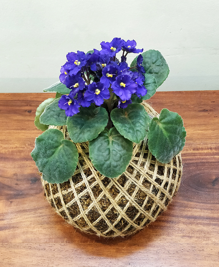 African Violet Plant Kokedama For Sale Online