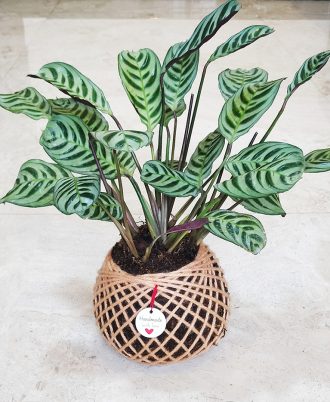 Calathea Maranta Kokedama For Home Decor