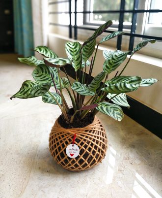 Calathea Maranta Kokedama For Gifting