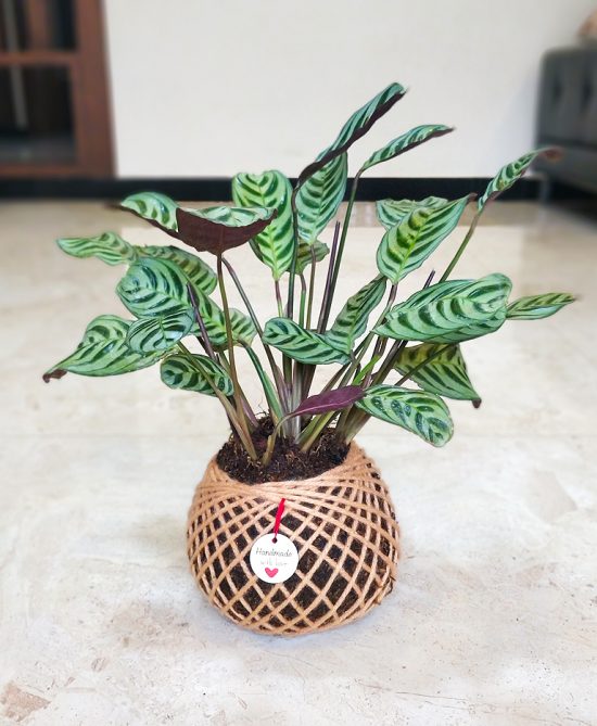 Calathea Maranta Kokedama For Sale