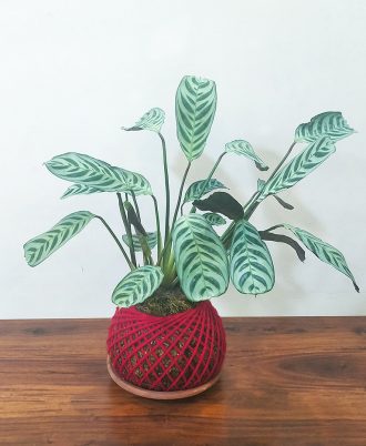 Calathea Burle Kokedama Indoor Plant