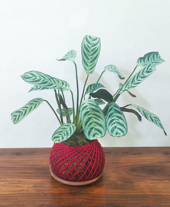 Calathea Burle/Maranta Plant Kokedama