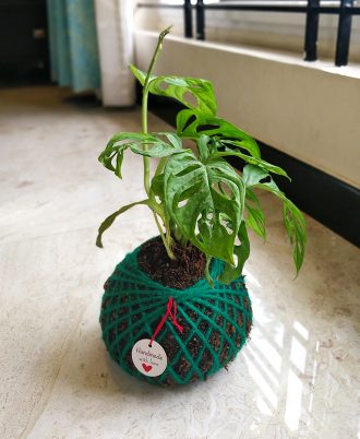 Monstera Deliciosa Kokedama For Home Decor