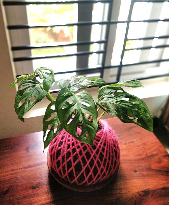 Monstera Deliciosa Plant Kokedama
