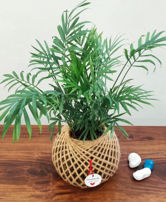 Chamaedorea Elegans (Parlour Palm) Plant Kokedama